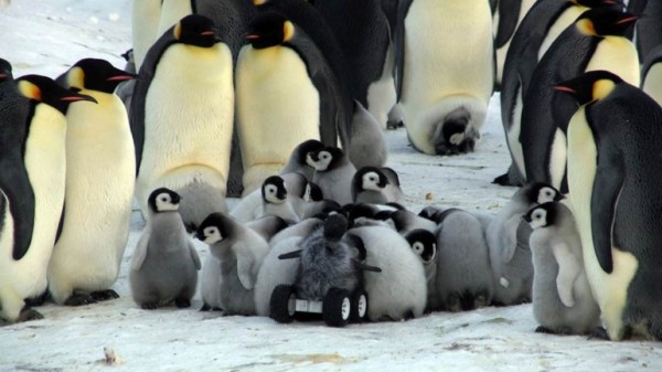Исследователи «внедрили» робота в стаю пингвинов