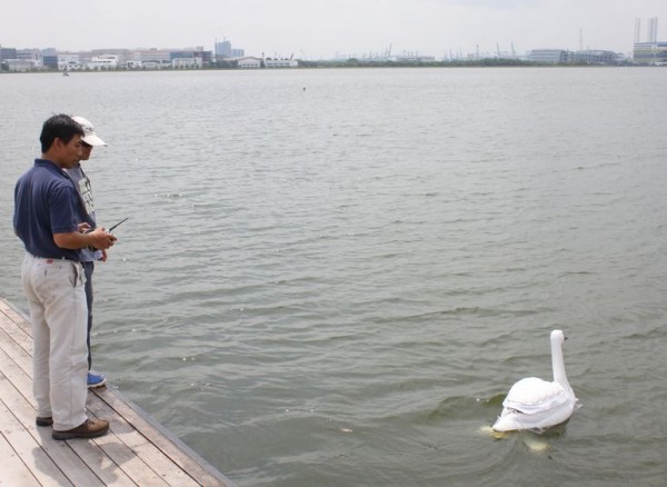 В Сингапуре придумали роботизированных лебедей