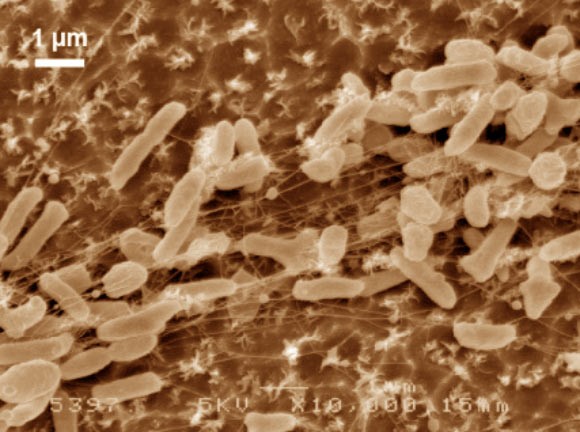 Найдена бактерия, которая питается пластиком ПЭТ