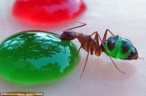 Индийский ученый подсветил прозрачных муравьёв