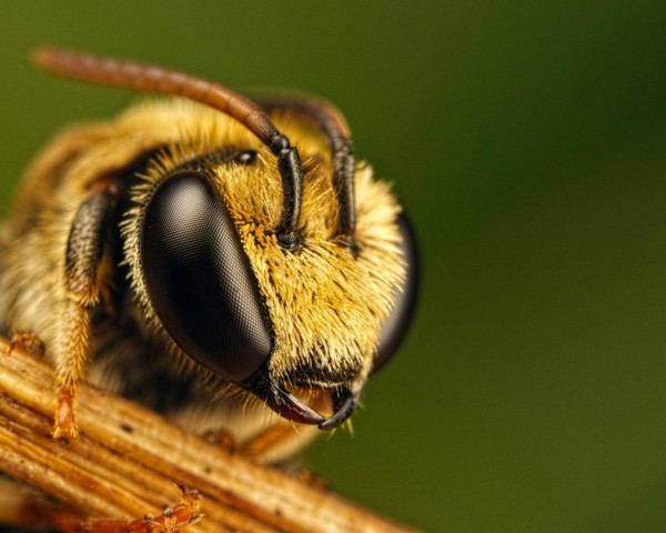 Пчелы помогли разработать новую систему посадки самолетов