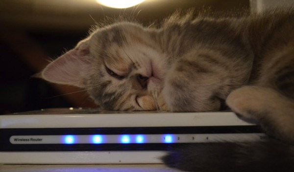 Хакер «взломал» Wi-Fi с помощью кошки