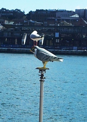 Роботизированная птица охраняет Сиднейский оперный театр