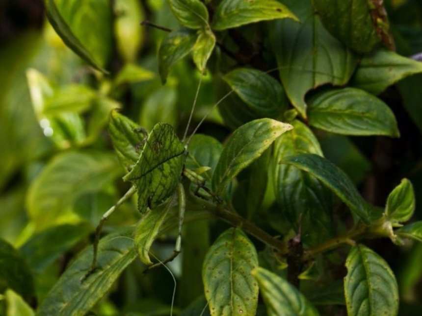Южноамериканские кузнечики умеют притворяться опавшими листьями