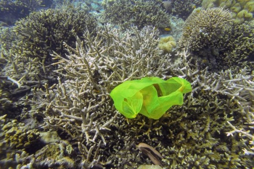 Подводные животные начали питаться пластиком