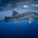 В глубинах Атлантики найдены новые виды акул