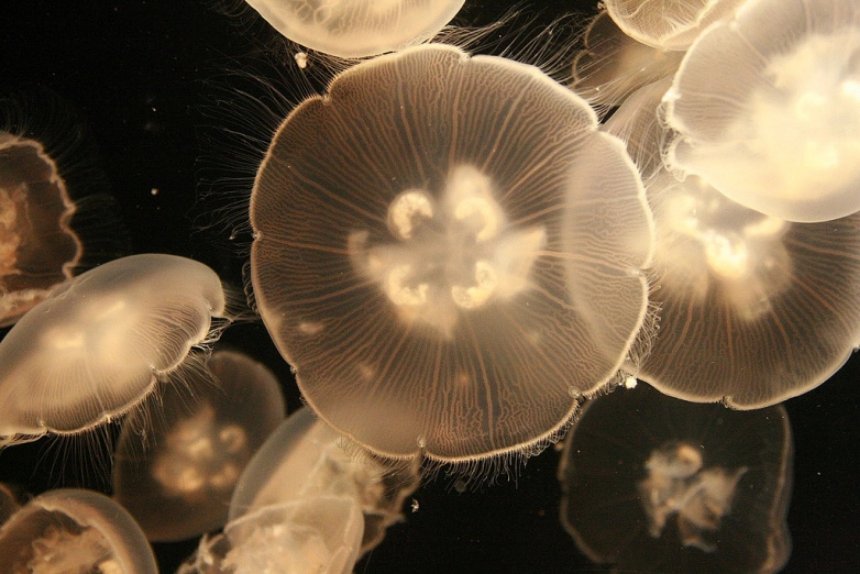В Индонезии обнаружены таинственные озера с медузами
