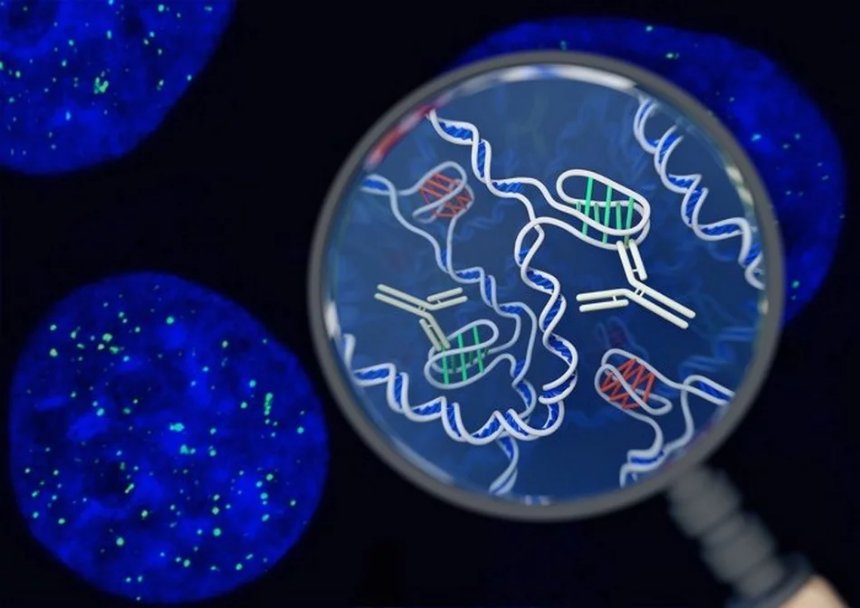 Ученые зафиксировали появление нового фрагмента ДНК в человеческом геноме