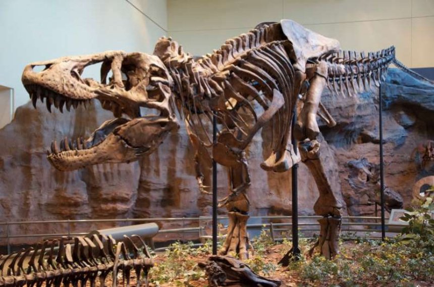 Ученый рассказал, насколько умным был динозавр Т.Рекс