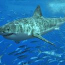 Сотни великих белых акул собираются в отдельном месте Тихого океана, и исследователи не знают, почему