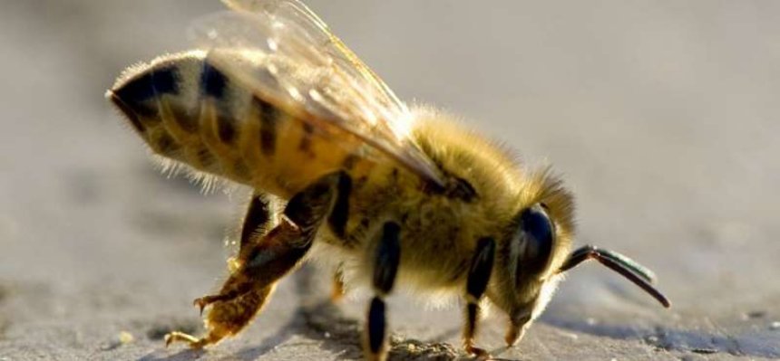 Ученые создали роботов-пчел