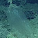 Даже самые темные глубины океана небезопасны из пластикового мусора