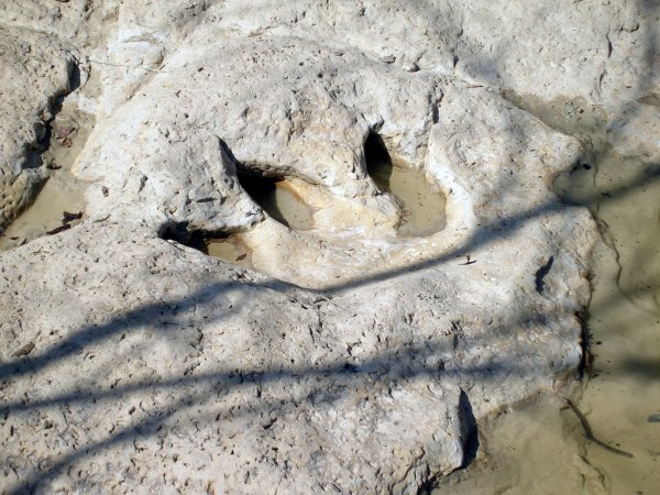 Палеонтологи обнаружили древнейшие следы доисторических животных