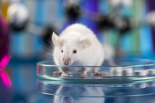 Генетики «заставили» лабораторную мышь поменять пол