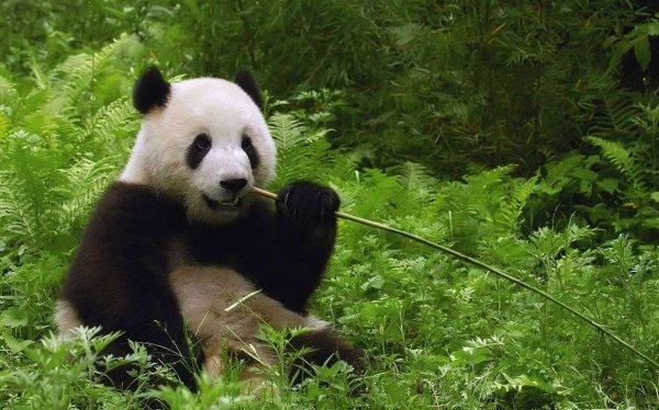 ДНК вымершей панды «открыло» новый вид этих животных