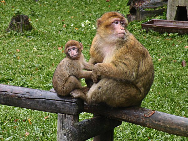 Исследование красноярской школьницы об обезьянах получило одобрение зоологов