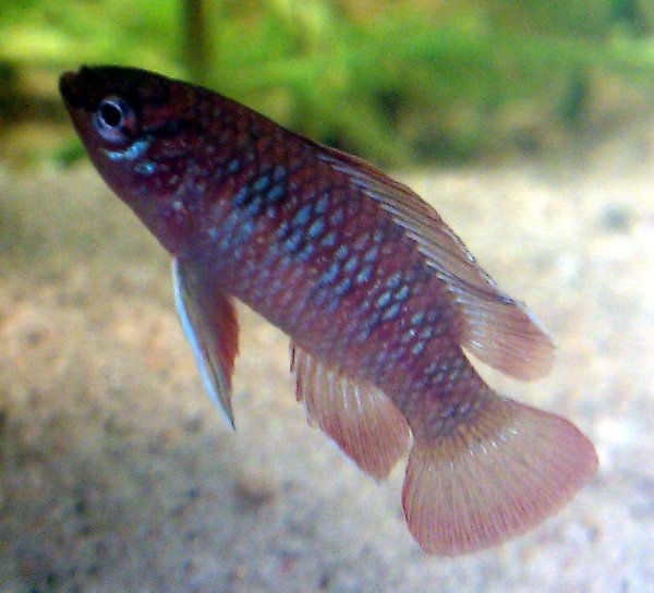 Ученые: Рыбки дарио видят в УФ-спектре
