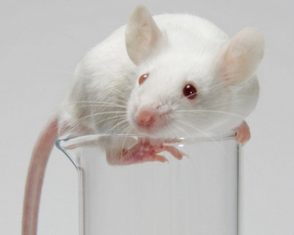 Учёные смогли частично вернуть слух мышам с наследственной глухотой