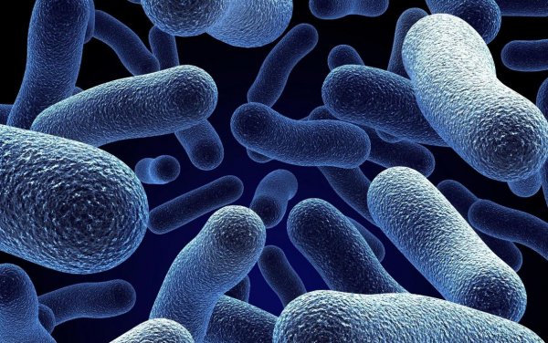 Ученые создали бактерии, которые невозможно убить