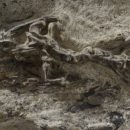 Ученые открыли в Альпах «Мать всех ящериц»