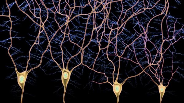 Учёные: новый белок сможет образовывать нейроны в искусственной среде