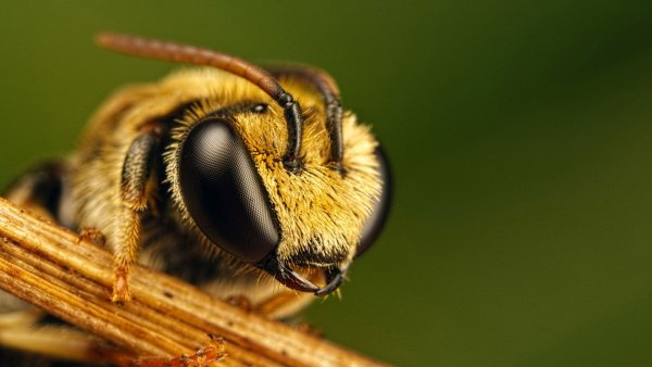 Ученые поведали, почему вымирают пчелы