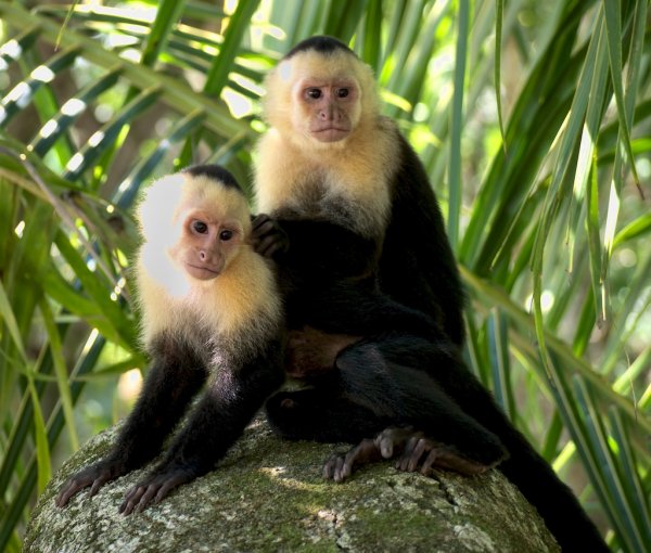 В Панаме обезьяны эволюционировали и начали создавать орудия труда
