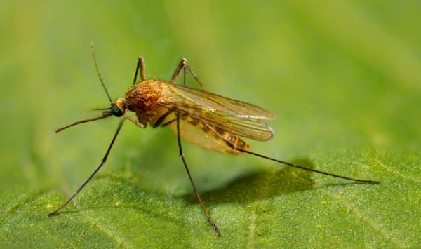 Эксперты назвали ТОП-5 растений, которые навсегда избавят от комаров