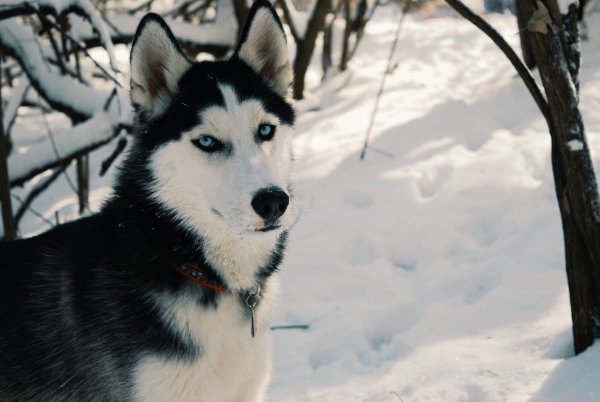 Учёные узнали, что древние индейцы завезли собак из Сибири