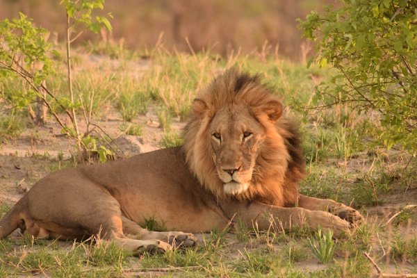 Ученые рассказали, как спасти африканских львов от вымирания