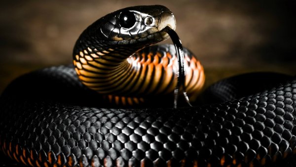Ученые составили карты повышенной змеиной опасности в мире