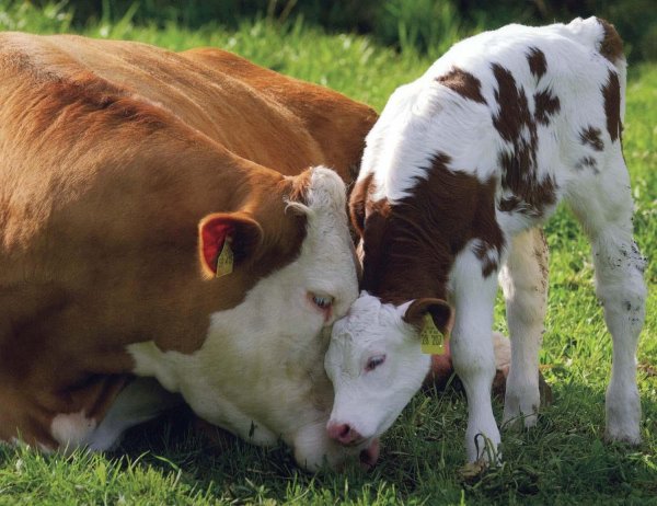 Ученые научились выводить безрогих коров