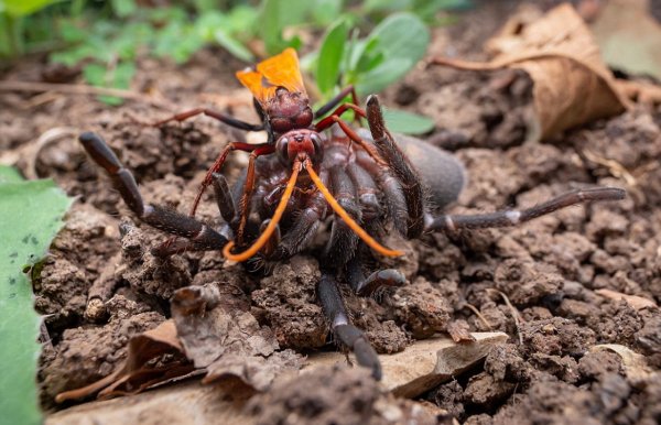 Гигантская оса убила тарантула и использовала его как инкубатор