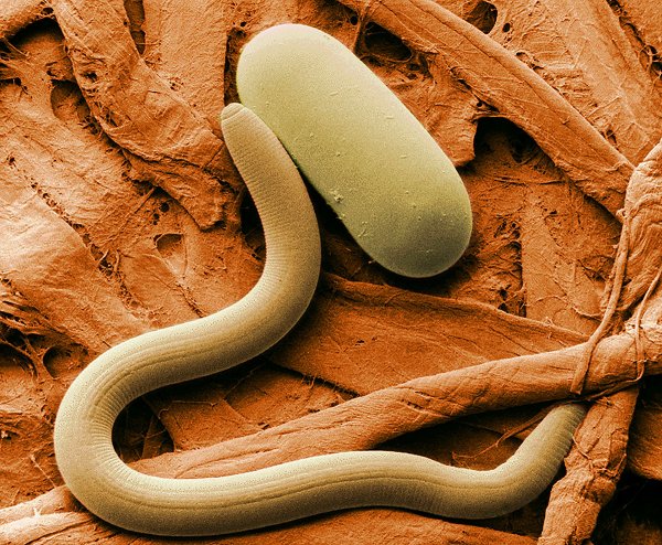 В России оживили червей, которым 42 тысячи лет