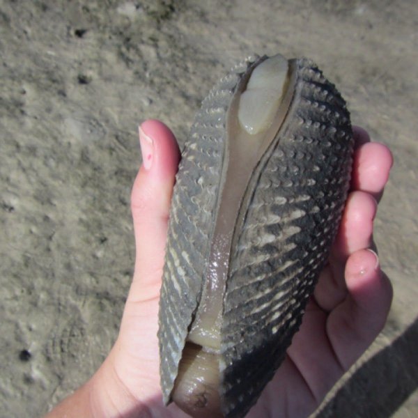 Учёные открыли первых пресноводных моллюсков-бурильщиков