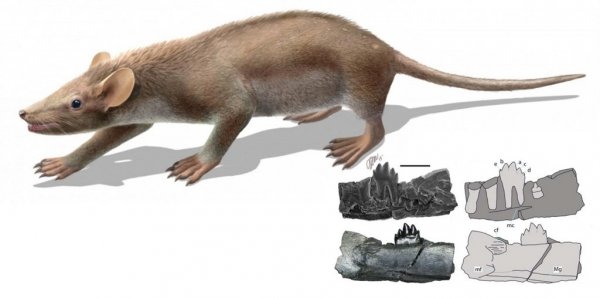 Ученые открыли в Якутии два новых вида древнейших млекопитающих