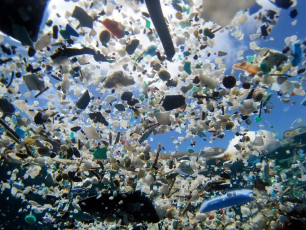 Ученые: Загрязнение человеком океана значительно влияет на жизнь морских обитателей