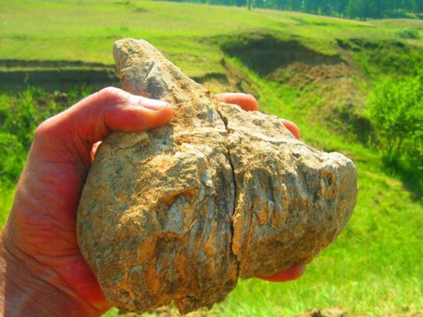 Зуб мамонта нашли на Южном Урале