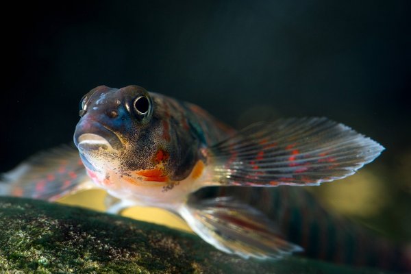 Ученые: Радужный окрас самцов рыб-дартеров обосновывается конкуренцией