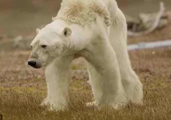 Специалисты из National Geographic опровергли негативное влияние климата на белых медведей