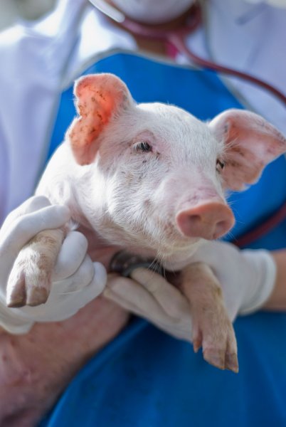 Ученые пересадили свинье выращенные «в пробирке» легкие