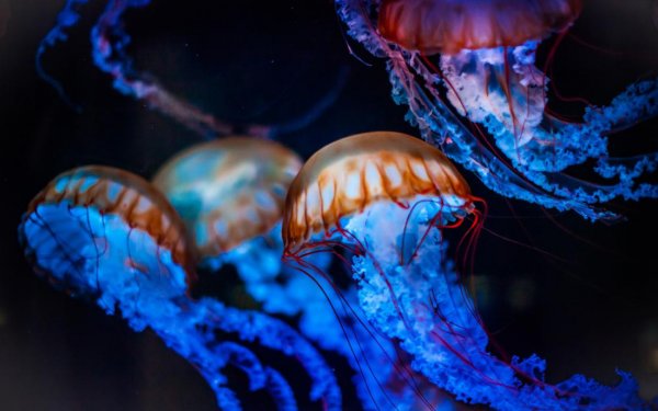 Ученые объяснили большую численность медуз в Азовском море