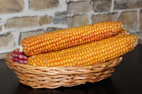 Мексиканскую кукурузу научили получать азот из бактерий
