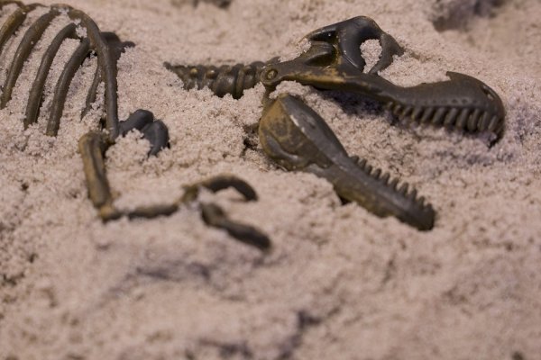 Археологи нашли следы динозавров в Китае