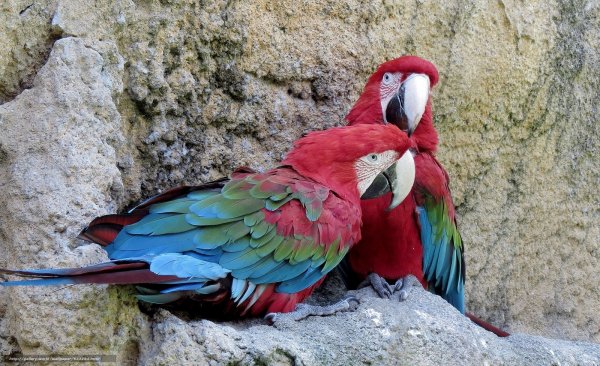 Ученые: Древние индейцы заводили попугаев ара