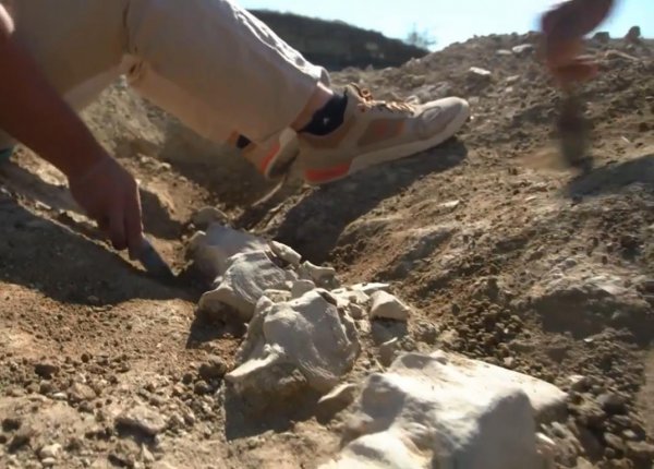 У Крымского моста археологи нашли останки вымершего предка кита