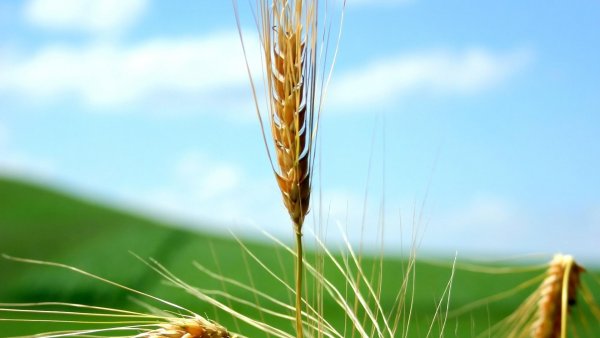 Ученые обнаружили самый подробный геном пшеницы