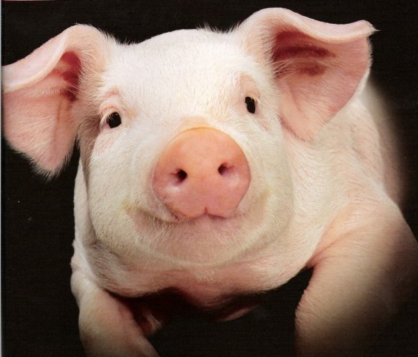 Ученые: Свиньи могут отличить лицо человека от его затылка