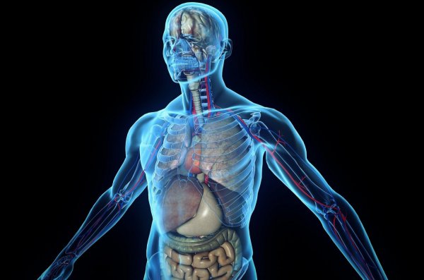 Ученые нашли в теле человека новый, ранее не известный орган