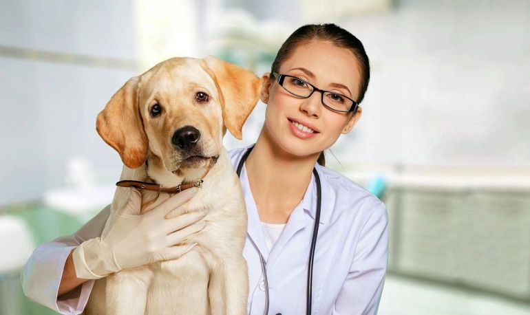Где и как лечить домашних животных в Калининграде?